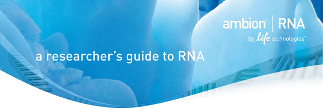 Ambion RNA banner 2