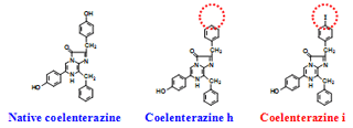 coelenterazine.gif