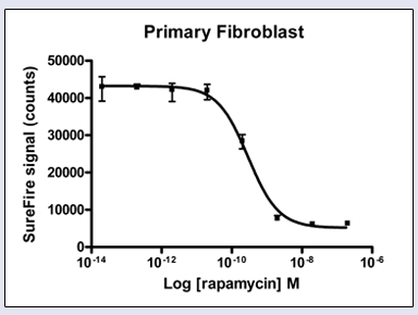 p70-S6K-Fibroblasts2.gif